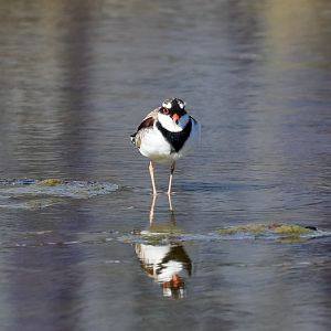 Black-fronted Dotterel