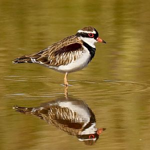 Black-fronted Dotterel
