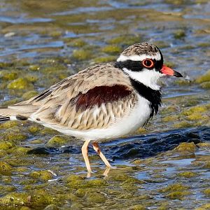 Black-fronted Dotterel