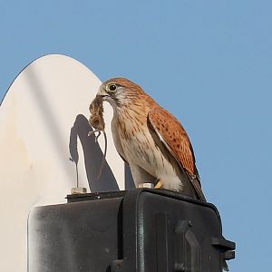 Nankeen Kestrel