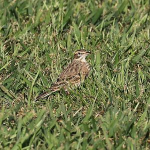 Australian Pipit