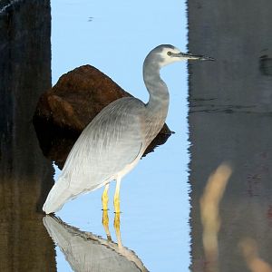 White-faced Heron