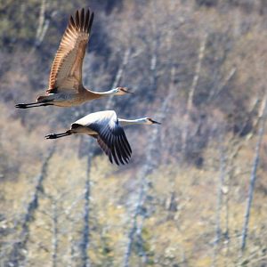 Sandhill Cranes - Alaska
