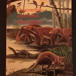 Uncovering Australia's Dreamtime