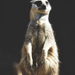.:Meerkat:.