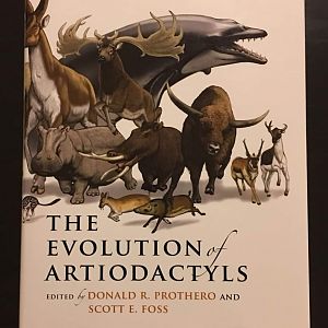 The Evolution of Artiodactyls
