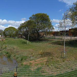 Bush dog enclosure panorama