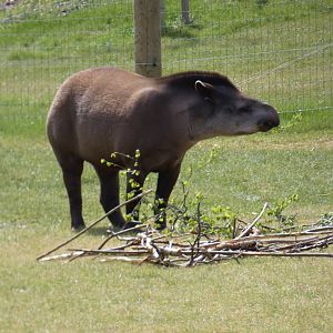 Brazilian tapir