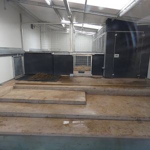 Brazilian tapir indoor enclosure