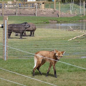 Maned wolf and tapir
