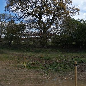 Maned wolf enclosure panorama