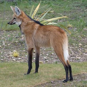 Maned wolf