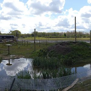 Binturong and Smooth-coated otter enclosure