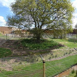 Smaller Bush dog enclosure