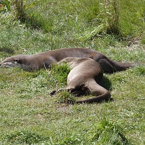 Smooth-coated otters