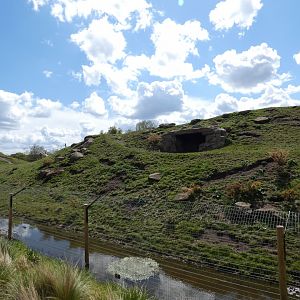 Gelada enclosure