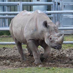Eastern black rhino bull