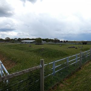 Black rhino paddock (2)