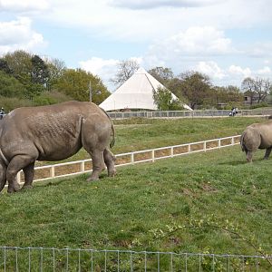 Eastern black rhino pair