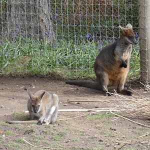 Bennett's wallaby and Swamp wallaby