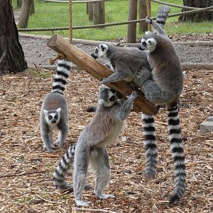 Ring-tailed lemur
