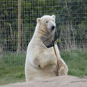 Polar bear with a rake