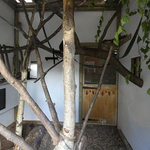 Roloway monkey indoor enclosure