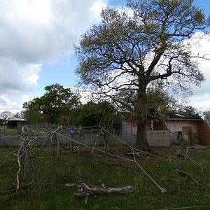 Roloway monkey enclosure