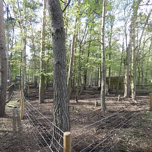 Visayan warty pig enclosure