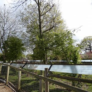 Red howler and giant anteater enclosure