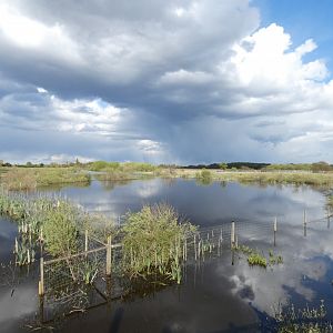 View of wetland area