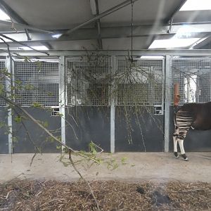 Okapi indoor enclosure