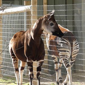 Okapi