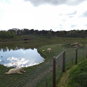Polar bear enclosure (2)