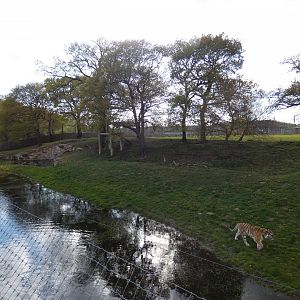 Amur tiger enclosure