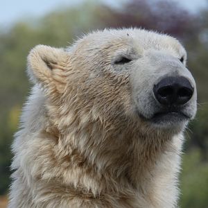 Polar bear close-up