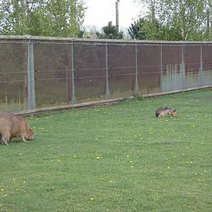 Capybara, Mara and Agouti