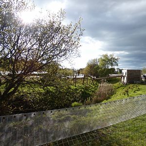 Red panda enclosure (2)