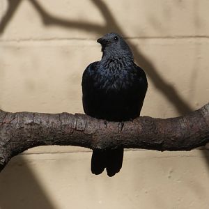 Red-winged starling
