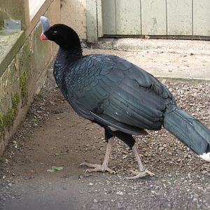 Southern helmeted curassow