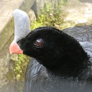 Southern helmeted curassow close-up