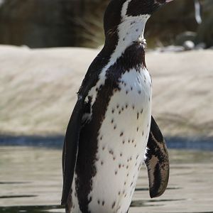 Humboldt's penguin