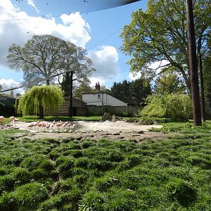 Chilean flamingo aviary