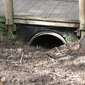 Visayan warty pig tunnel