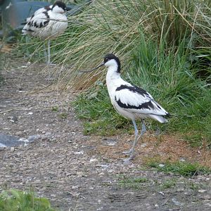 Pied avocet