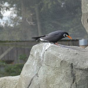 Inca tern