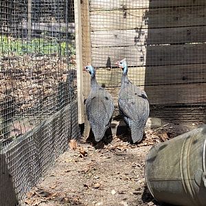 Reichenow’s Helmeted Guineafowl (Numidia Meleagris Reichenowi)