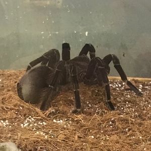 Blue Bloom Birdeater
