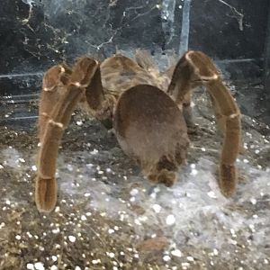 King Baboon Spider