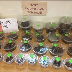 Baby Tarantulas For Sale